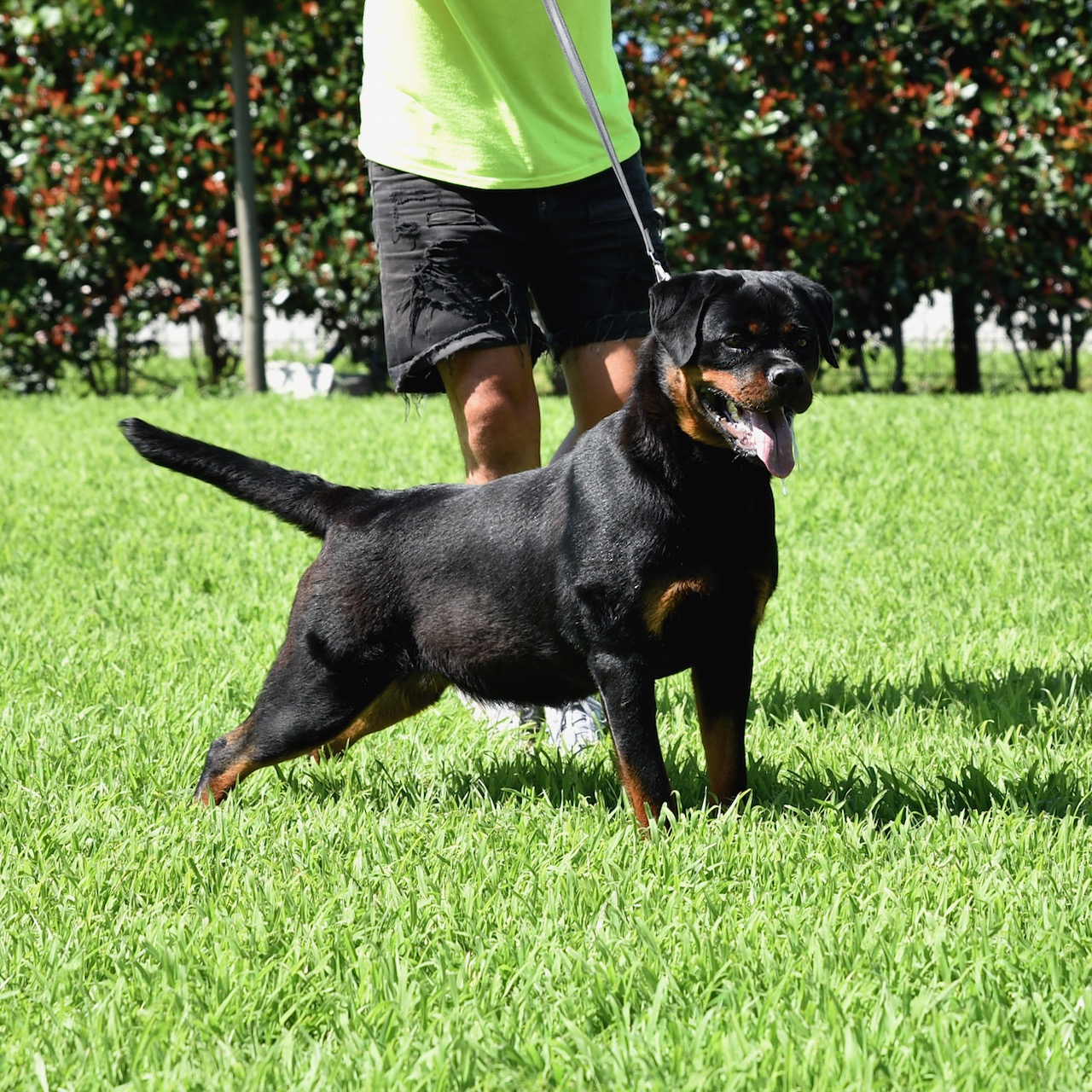 femmina di Rottweiler