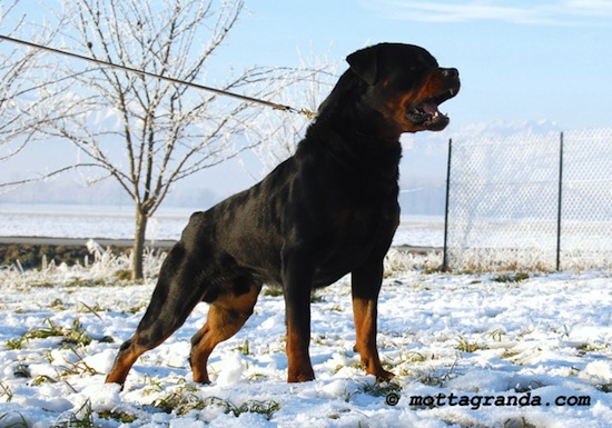 maschio di Rottweiler