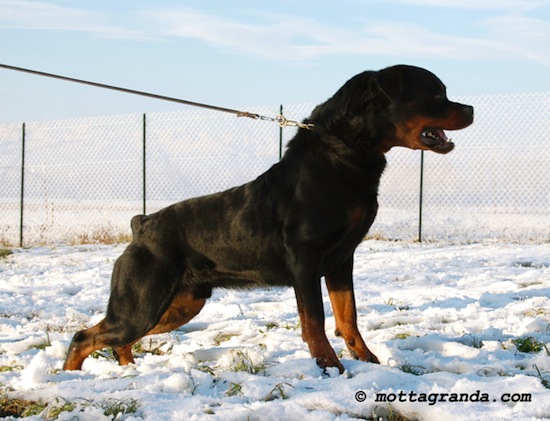 maschio di Rottweiler