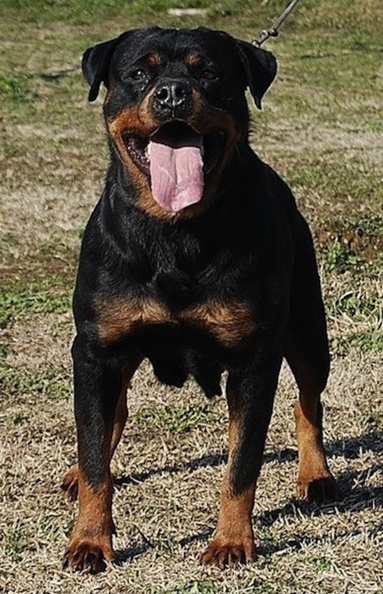 femmina di Rottweiler