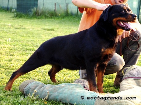 femmina di Rottweiler