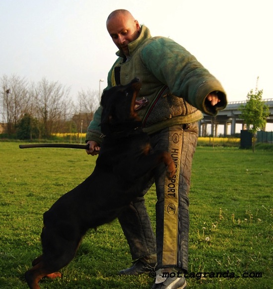 maschio di Rottweiler