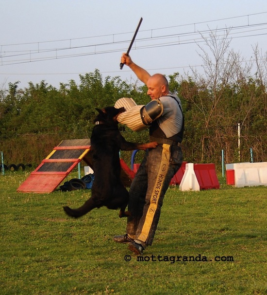 maschio di Rottweiler