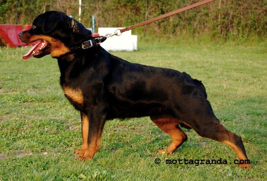 femmina di Rottweiler
