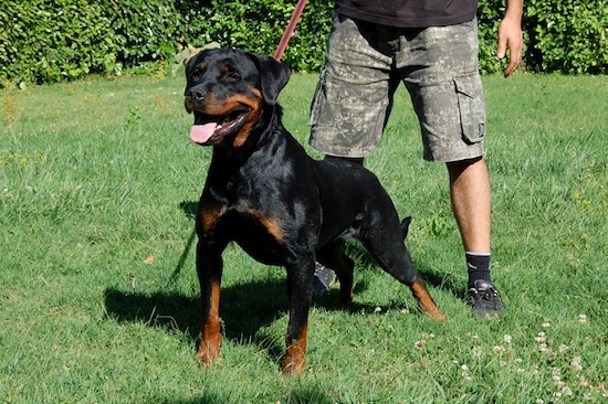 femmina di Rottweiler