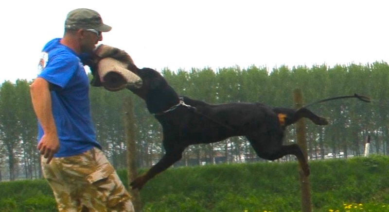 maschio di Rottweiler