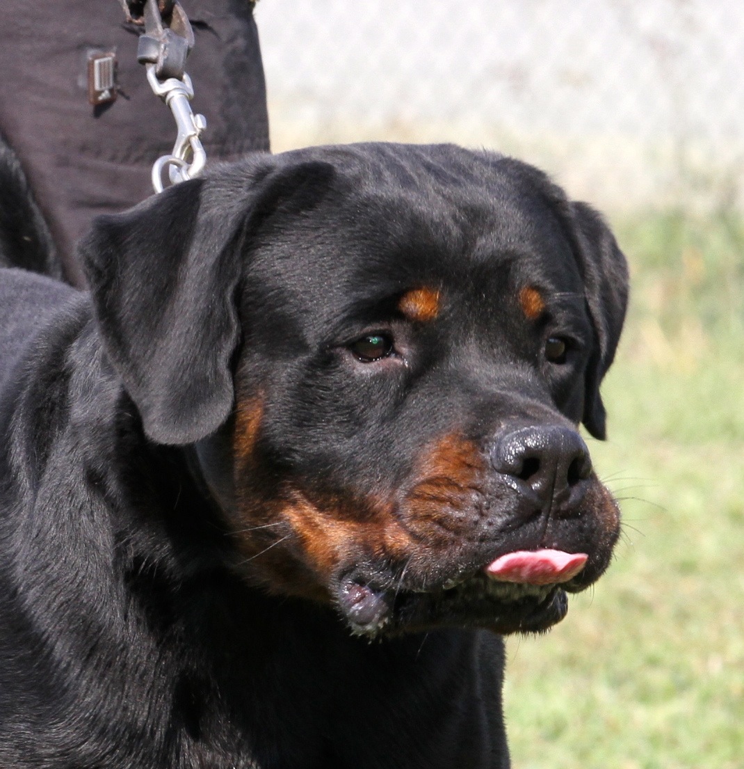 maschio di Rottweiler