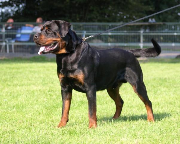 maschio di Rottweiler