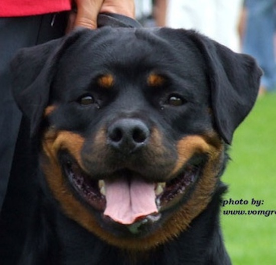 femmina di Rottweiler