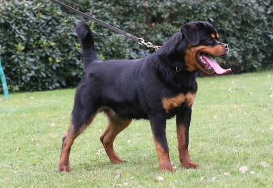 maschio di Rottweiler