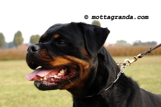 femmina di Rottweiler