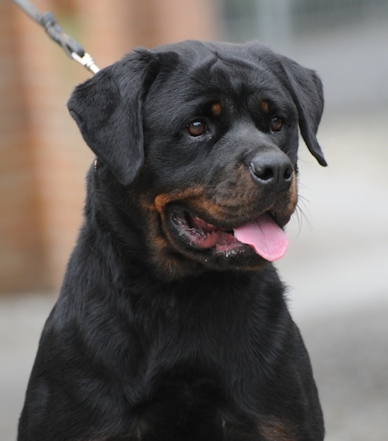 femmina di Rottweiler