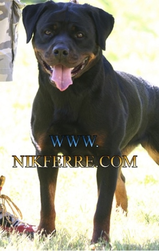 femmina di Rottweiler