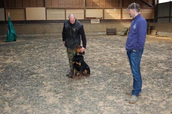 Rottweiler Germania