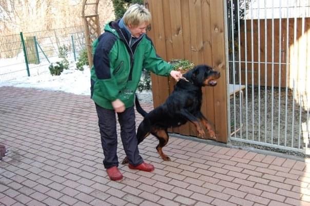 Rottweiler Germania