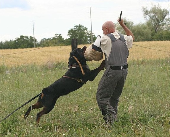 Rottweiler Germania