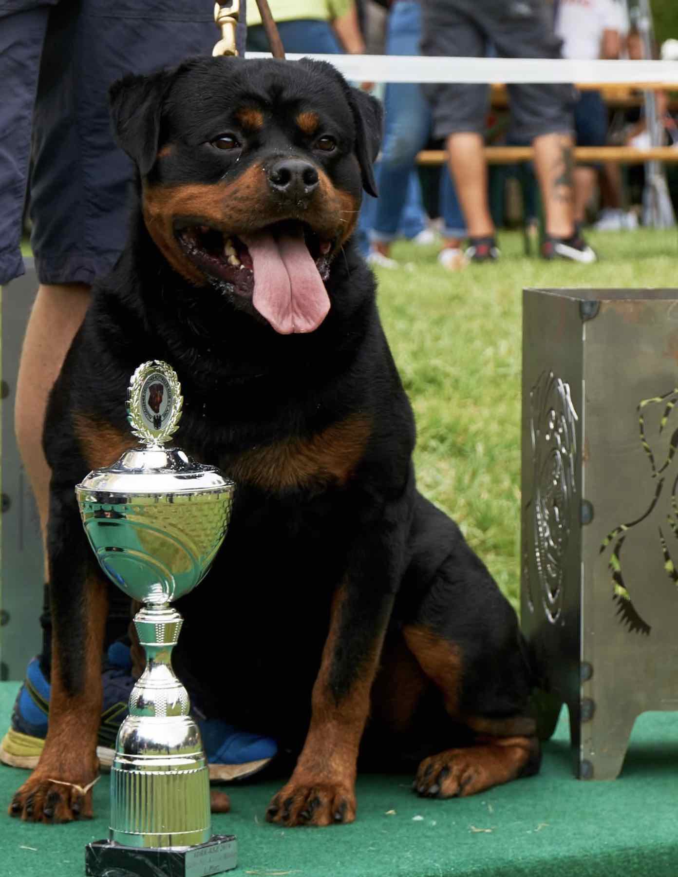 Rottweiler Balak