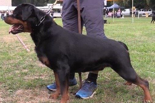 Rottweiler Balak