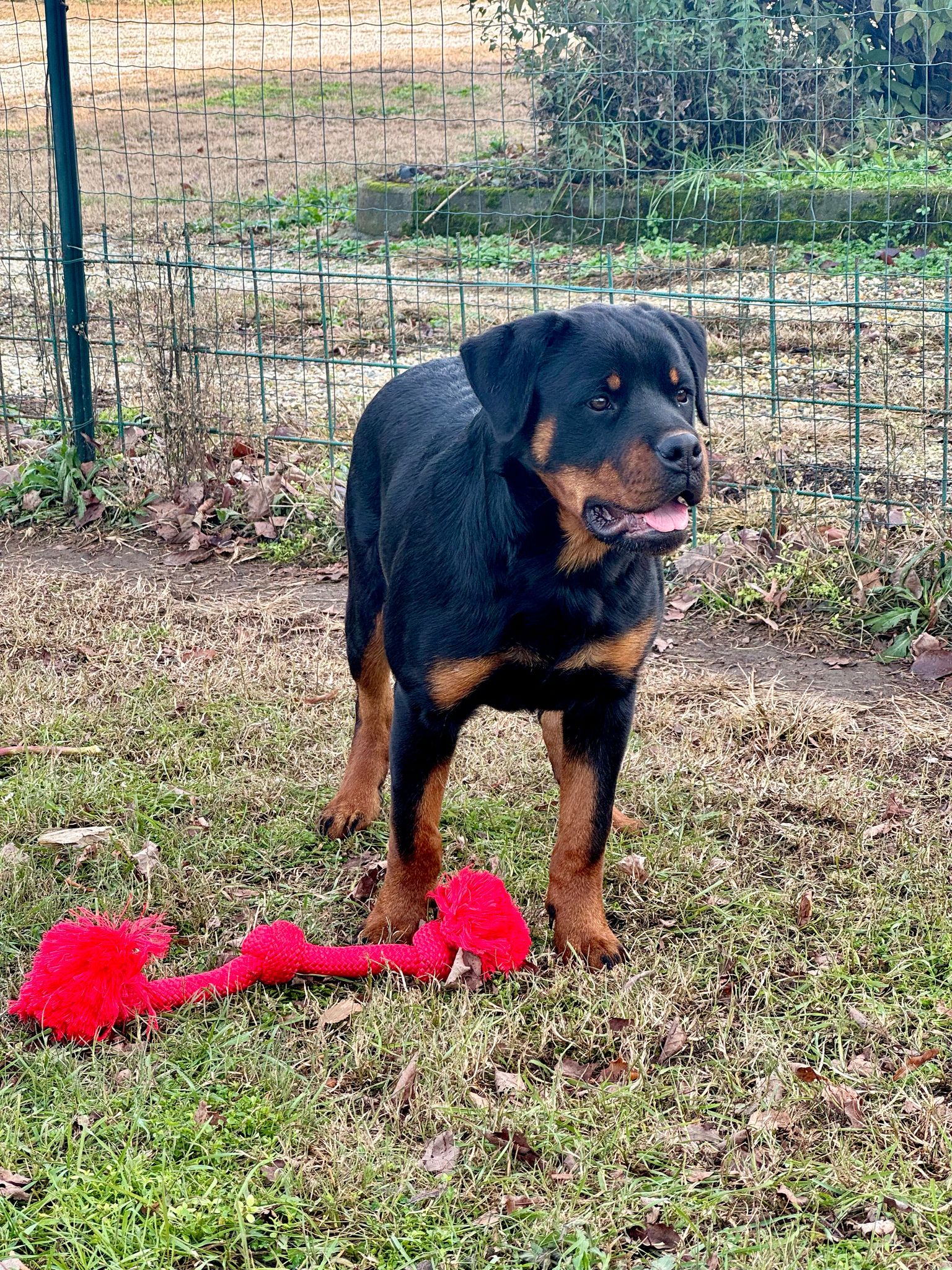 Vendita Cuccioli Rottweiler