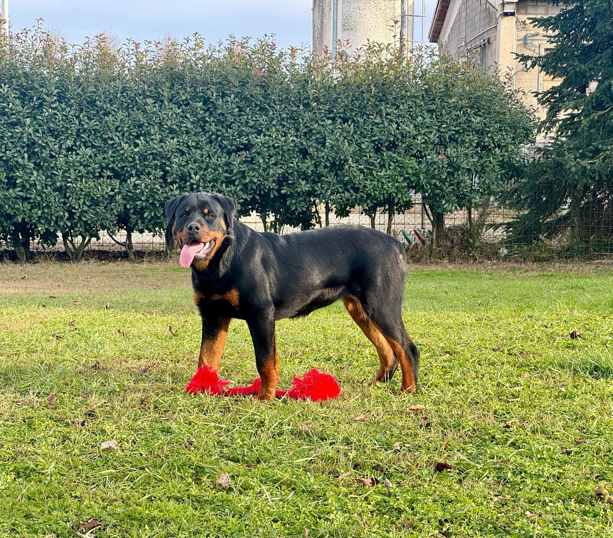 Vendita Cuccioli Rottweiler